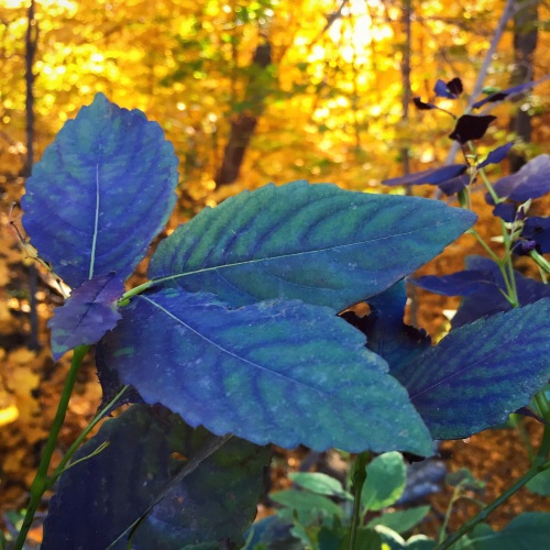 I found every color of leaf this year, including rare blue leaves. This has been identified as jewelweed by my high school IB Bio teacher. 