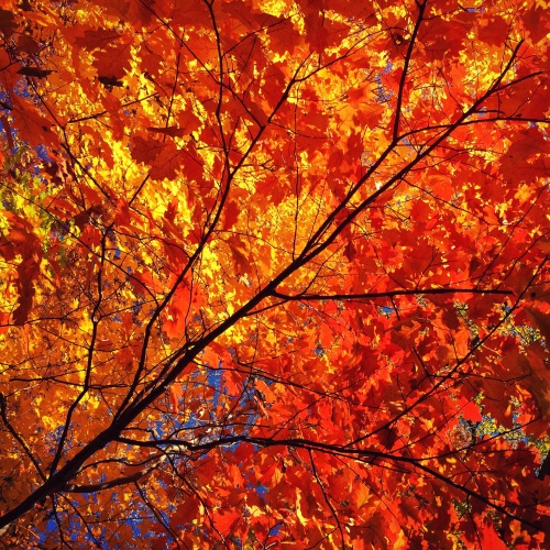 October days are best spent under ruby oaks, golden maples, and sapphire skies.
