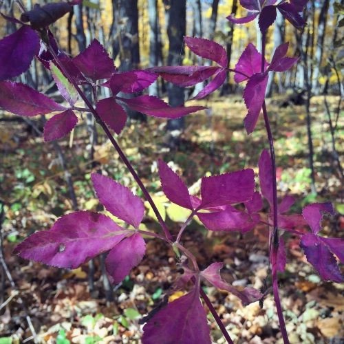 My mom spotted these violet leaves on a walk in the state park.