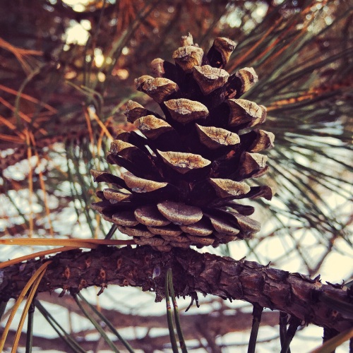 I love pine cones