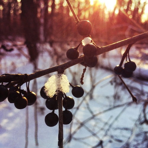 Winter Berries at Sunset